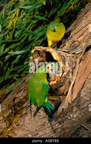 Orange bellied Papagei Neophema Chrysogaster Männchen und Weibchen mit Küken im Nest South West Tasmanien kritisch gefährdet Stockfoto