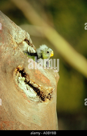 Orange bellied Papagei Neophema Chrysogaster Küken suchen von South West Tasmanien kritisch gefährdet verschachteln Stockfoto