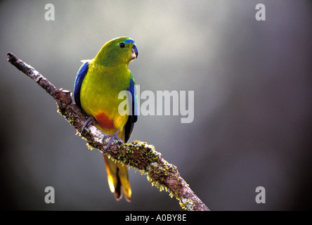 Orange bauchige Papagei Neophema Chrysogaster männlichen thront South West Tasmanien kritisch gefährdet Stockfoto