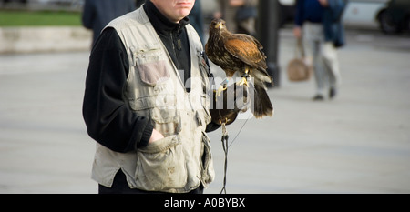 Ein Harris Hawk mit dem Handler auf dem Trafalgar Square ausgebildet, um Tauben erschrecken Stockfoto