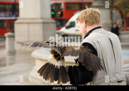 Ein Handler mit einem Harris-Hawk am Trafalgar Square in Central London ausgebildet, um Tauben zu jagen Stockfoto