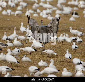 Bosque del Apache - New Mexico - USA Sandhill Kran in der Mitte Schneegänse Grue du Canada Ojes des Neiges Landung Stockfoto