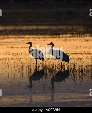 Bosque del Apache - New Mexico - USA paar Sandhill Kräne Silhouette bei Sonnenaufgang Grues du Canada Grus canadensis Stockfoto