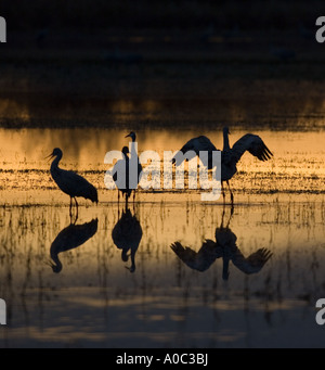 Bosque del Apache - New Mexico - USA Sandhill Kräne, stretching und ruft bei Sonnenaufgang Grues du Canada Grus canadensis Stockfoto