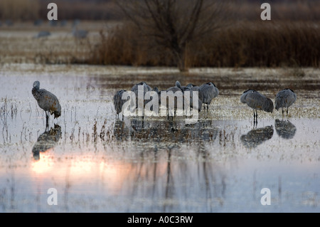 Bosque del Apache - New Mexico - USA Sandhill Kräne noch schlafend bei Sonnenaufgang Grues du Canada Grus canadensis Stockfoto