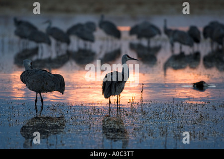 Bosque del Apache - New Mexico - USA Sandhill Kräne im ersten Licht des Tages Grues du Canada Grus canadensis Stockfoto