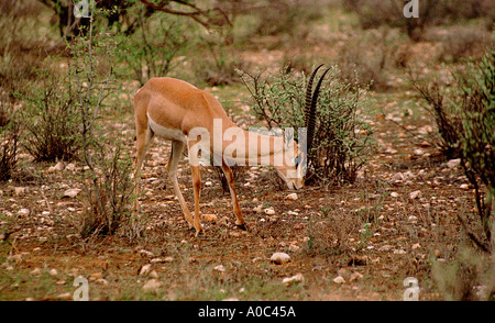 Eine männliche Grant.s Gazelle in Samburu District of Kenya. Stockfoto