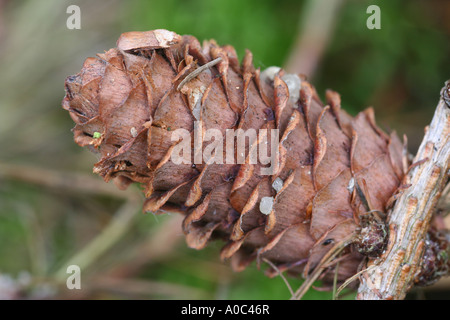 Tannenzapfen hautnah Stockfoto