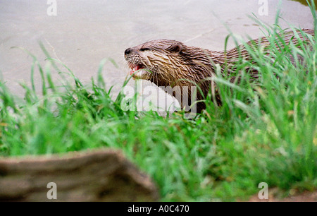 Otter in Gefangenschaft in der Schmetterling und Otter Wallfahrtskirche South Devon UK Stockfoto