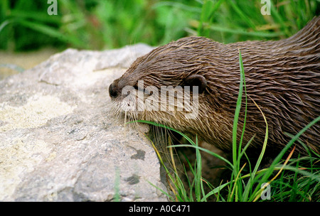 Otter in Gefangenschaft bei den Schmetterling und Otter Sanctuary South Devon UK Stockfoto