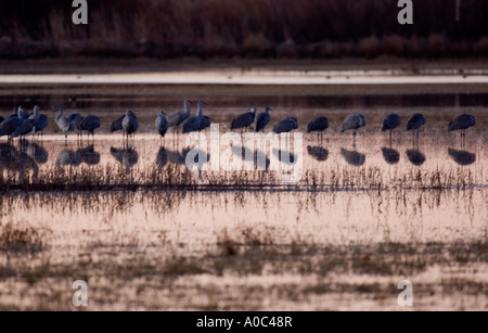 Bosque del Apache - New Mexico - USA Sandhill Kräne warten auf Fly-Out bei Sonnenaufgang Grues du Canada Grus canadensis Stockfoto