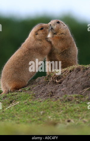 Prairie Murmeltiere spielen Stockfoto