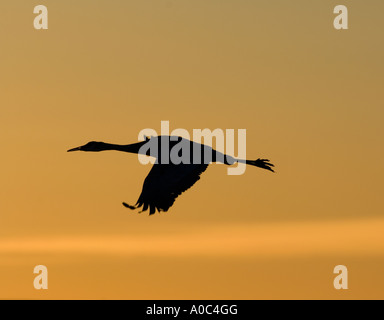 Bosque del Apache - New Mexico - USA Sandhill Kräne Silouetted gegen den feurigen Himmel Grues du Canada Grus canadensis Stockfoto