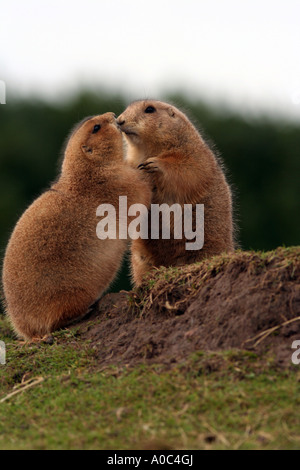 Prairie Murmeltiere spielen Stockfoto