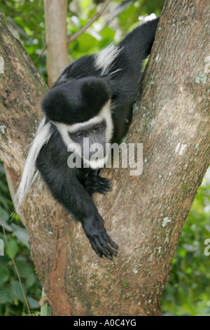 Colobus Affen sitzt im Baum in Afrika Stockfoto