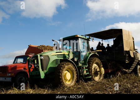 Stock Bild eines mechanischen Kartoffelroder und LKW für den transport von Kartoffeln in New Brunswick, Kanada Stockfoto