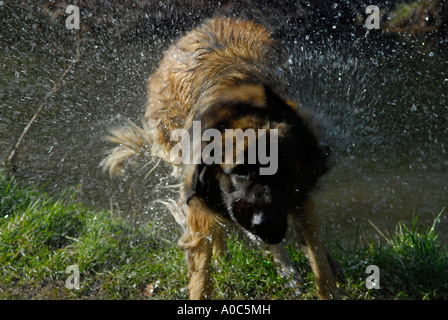 Stock Bild eines Hundes, die Wasser von sich schütteln Stockfoto