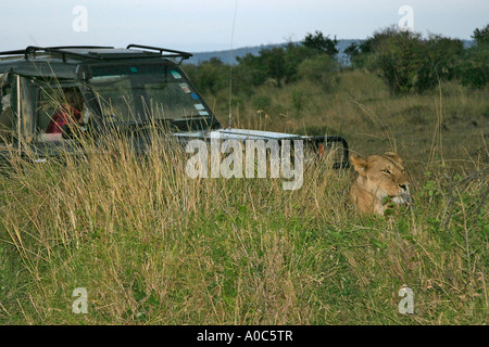 Löwe mit dem Jeep in der Maasai Mara Stockfoto