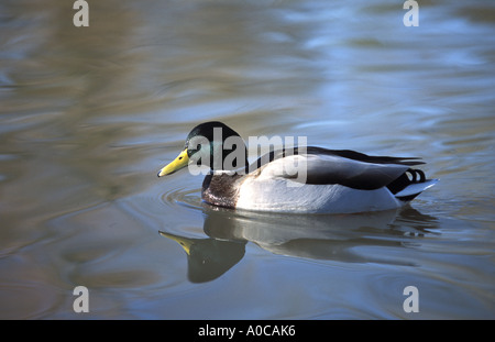 Männliche Stockente auf See Stockfoto