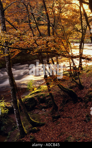 Fluss Dart bei Spitchwick Dartmoor England UK Stockfoto