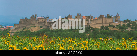 Sonnenblumen vor Carcassonne Stockfoto