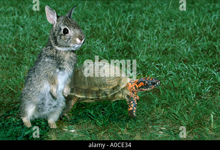 Die tortise und der Hase: ein cottontail Rabbit eingestellt ist, Rennen die Schildkröte in einer Geschichte, die nicht ausfallen könnte als erwartet, USA Stockfoto