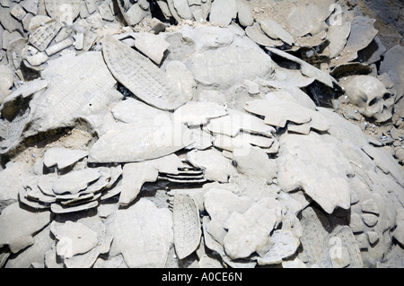 Beschriftete Oracle Knochen aus der Shang-Dynastie in Yinxu-Stadt, Provinz Henan, China Stockfoto