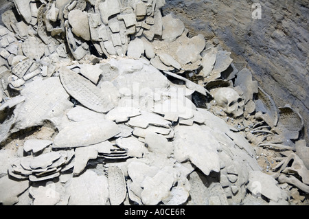 Beschriftete Oracle Knochen aus der Shang-Dynastie in Yinxu-Stadt, Provinz Henan, China Stockfoto