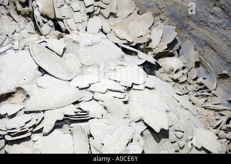 Beschriftete Oracle Knochen aus der Shang-Dynastie in Yinxu-Stadt, Provinz Henan, China Stockfoto