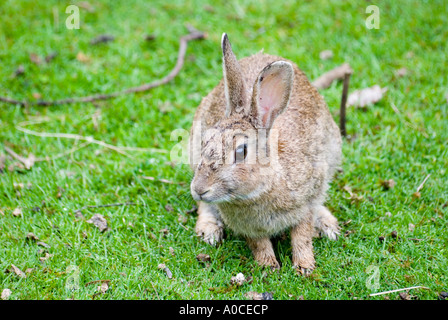 Ein wildes australisches Kaninchen Stockfoto