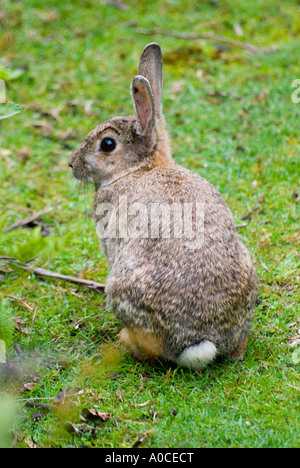 Ein wildes australisches Kaninchen Stockfoto