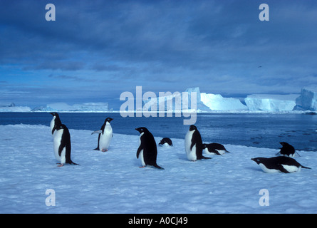 ADELIE PENGUIN Pygoscelis Adeliae Erwachsene ruht auf Eis Flo Prydz Bay Antarctica Stockfoto