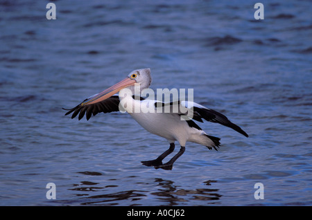 AUSTRALISCHER Pelikan Pelecanus Conspicillatus Erwachsenen während des Fluges South Australia Stockfoto