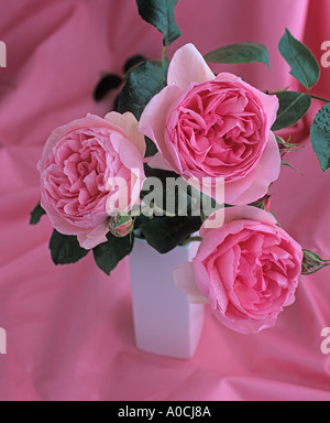 Rose Sceptered Isle English 1996 Stockfoto