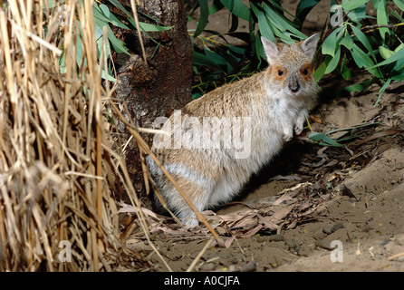 SPECTACLED Hase-WALLABY Lagorchestes Conspicillatus Erwachsenen Queensland Australien Stockfoto