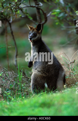 SWAMP WALLABY Wallabia bicolor Erwachsene New South Wales Australien Stockfoto