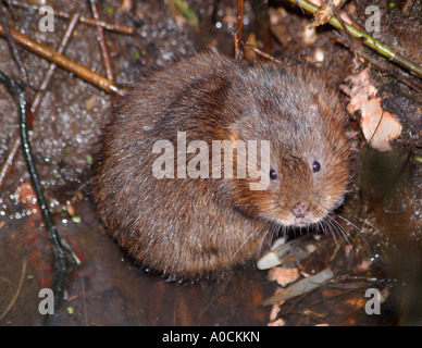 Wasser vole (Arvicola terrestris) in Sussex Schilfrohr mit der Suche und Blickkontakt Stockfoto