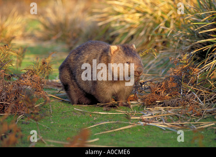 GEMEINSAMEN WOMBAT Vombatus Ursinus Erwachsenfrau mit vollen Beutel Tasmanien Australien Stockfoto