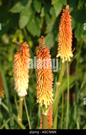 KNIPHOFIA UVARIA ODER ROTE HEIßE POKER BLÜTEN IN EIN COTTAGE-GARTEN-UK Stockfoto