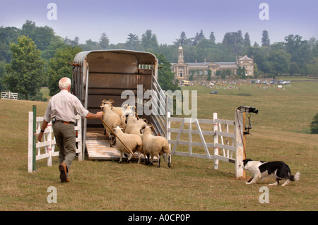 DREHARBEITEN DER BBC S EIN MANN UND SEIN HUND SHEEPDOG TRIALS BEI BOWOOD HOUSE WILTSHIRE UK JULI 2006 Stockfoto