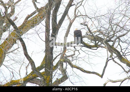 Glatze Eagel im Baum mit Lower Klamath Herbst National Wildlife Refuge-Kalifornien Stockfoto