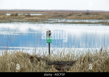 Glatze Eagel auf BArch mit Schild Wasservögel Jagd nur Lower Klamath Herbst National Wildlife Refuge California Stockfoto