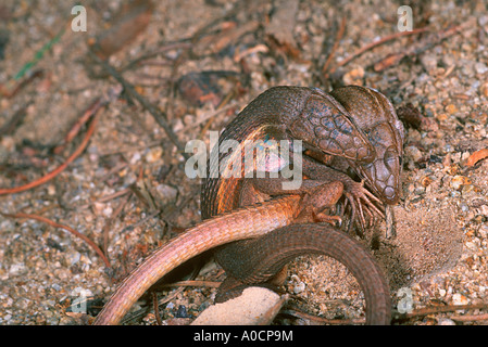 Algerischer Psammodromus oder große Psammodromus-Eidechsen, Psammodromus algirus. Paarweise verknüpfen Stockfoto