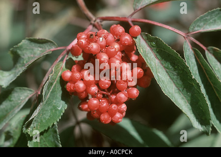 Roter Holunder, Sambucus Racemosa. Nahaufnahme von reifen Beeren auf Strauch Stockfoto