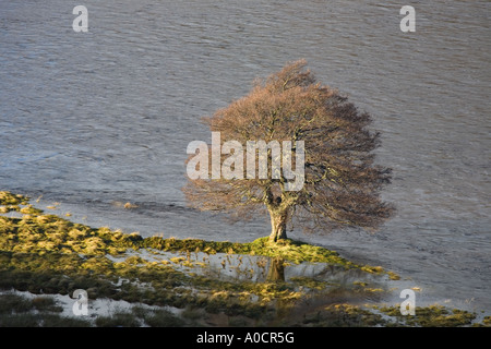 Überfluteten Fluss Dee Tal Felder und gestrandeten Bäume im Sonnenlicht nach Dezember schwere Regenfälle, Mar Lodge Estate, Cairngorms National Park Schottland Großbritannien Stockfoto