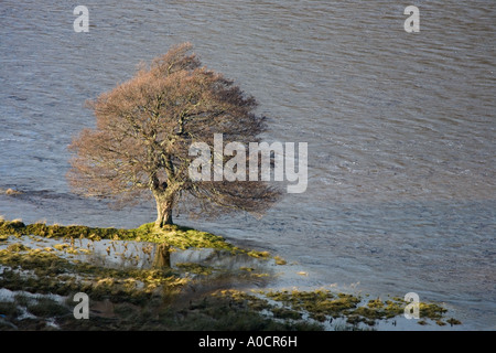 Überfluteten Fluss Dee Tal Felder und gestrandeten Bäume im Sonnenlicht nach Dezember schwere Regenfälle, Mar Lodge Estate, Cairngorms National Park Schottland Großbritannien Stockfoto