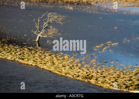 Überfluteten Fluss Dee Tal Felder und gestrandeten Bäume im Sonnenlicht nach Dezember schwere Regenfälle, Mar Lodge Estate, Cairngorms National Park Schottland Großbritannien Stockfoto