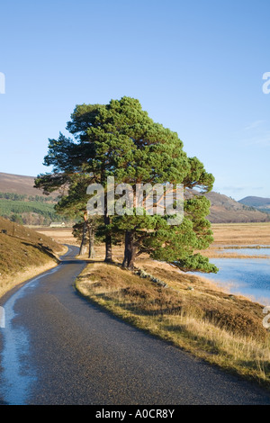 Überfluteten Fluss Dee Tal Felder und gestrandeten Bäume im Sonnenlicht nach Dezember schwere Regenfälle, Mar Lodge Estate, Cairngorms National Park Schottland Großbritannien Stockfoto