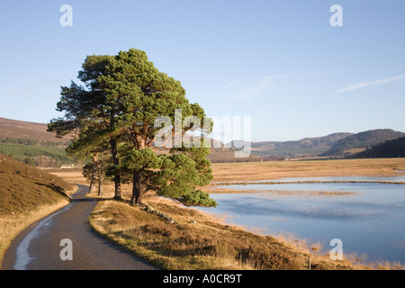 Überfluteten Fluss Dee Tal Felder und gestrandeten Bäume im Sonnenlicht nach Dezember schwere Regenfälle, Mar Lodge Estate, Cairngorms National Park Schottland Großbritannien Stockfoto