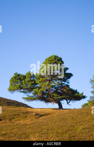 Alter kaledonischer Baum, alte, breite „Oma“-Kiefer im schottischen Hochland oder glen in Braemar, Royal Deeside, Cairngorms National Pa Stockfoto